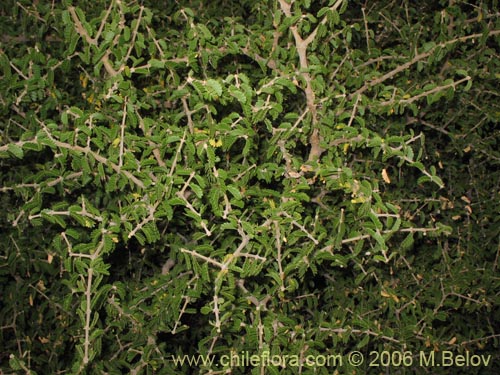 Imágen de Porlieria chilensis (Guayacán / Palo santo). Haga un clic para aumentar parte de imágen.