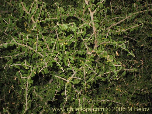 Bild von Porlieria chilensis (Guayacán / Palo santo). Klicken Sie, um den Ausschnitt zu vergrössern.