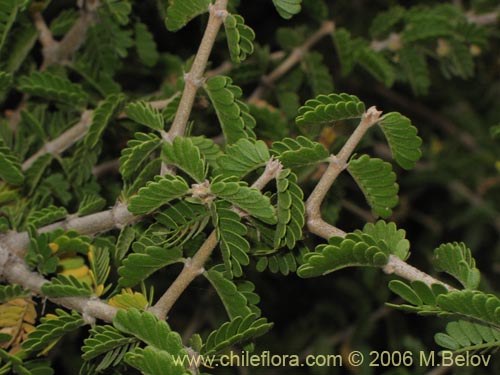 Bild von Porlieria chilensis (Guayacán / Palo santo). Klicken Sie, um den Ausschnitt zu vergrössern.