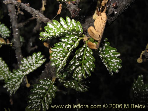 Bild von Porlieria chilensis (Guayacán / Palo santo). Klicken Sie, um den Ausschnitt zu vergrössern.