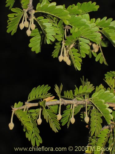 Bild von Porlieria chilensis (Guayacán / Palo santo). Klicken Sie, um den Ausschnitt zu vergrössern.