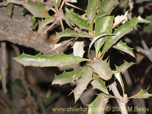 Bild von Berberis chilensis var. chilensis (Michay). Klicken Sie, um den Ausschnitt zu vergrössern.