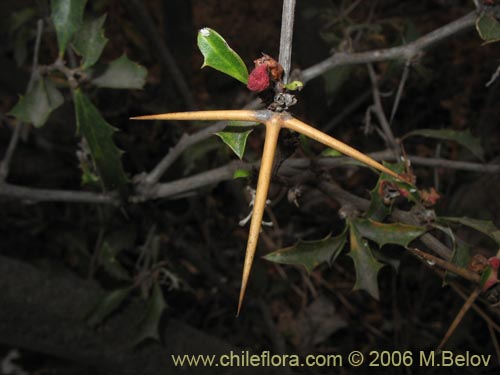 Berberis chilensis var. chilensis的照片