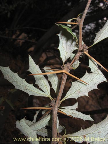 Image of Berberis chilensis var. chilensis (Michay). Click to enlarge parts of image.