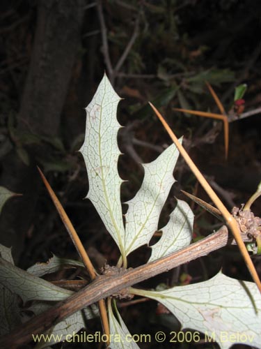 Berberis chilensis var. chilensis的照片