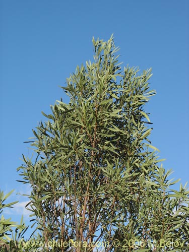 Bild von Kageneckia angustifolia (Frangel / Olivillo de cordillera). Klicken Sie, um den Ausschnitt zu vergrössern.