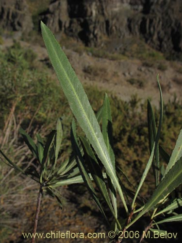 Bild von Kageneckia angustifolia (Frangel / Olivillo de cordillera). Klicken Sie, um den Ausschnitt zu vergrössern.