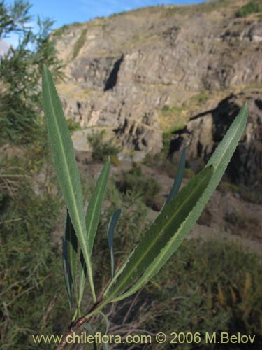 Bild von Kageneckia angustifolia (Frangel / Olivillo de cordillera). Klicken Sie, um den Ausschnitt zu vergrössern.