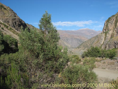 Bild von Kageneckia angustifolia (Frangel / Olivillo de cordillera). Klicken Sie, um den Ausschnitt zu vergrössern.