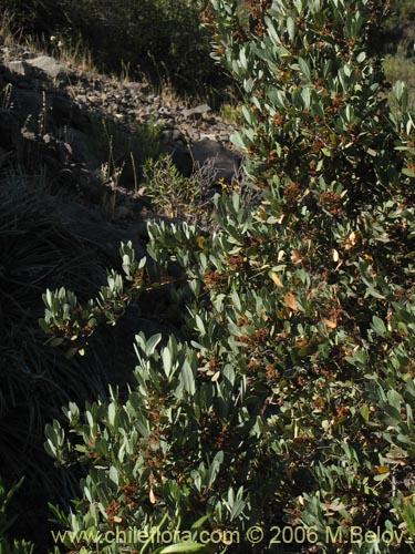 Bild von Kageneckia oblonga (Bollén). Klicken Sie, um den Ausschnitt zu vergrössern.