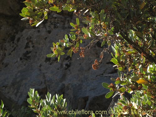 Bild von Kageneckia oblonga (Bollén). Klicken Sie, um den Ausschnitt zu vergrössern.