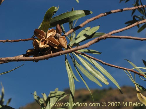 Imágen de Kageneckia angustifolia (Frangel / Olivillo de cordillera). Haga un clic para aumentar parte de imágen.