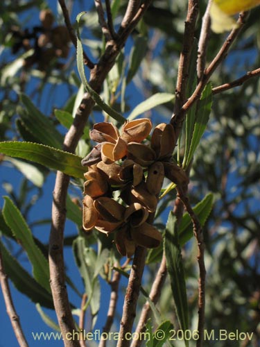 Image of Kageneckia angustifolia (Frangel / Olivillo de cordillera). Click to enlarge parts of image.