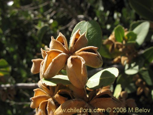 Фотография Kageneckia oblonga (Bollén). Щелкните, чтобы увеличить вырез.