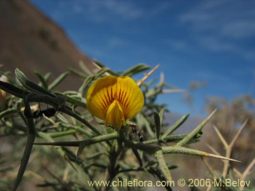 Imágen de Adesmia sp. #1482 (). Haga un clic para aumentar parte de imágen.