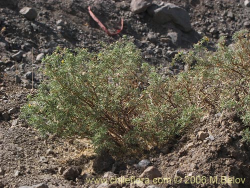 Bild von Adesmia sp. #1482 (). Klicken Sie, um den Ausschnitt zu vergrössern.