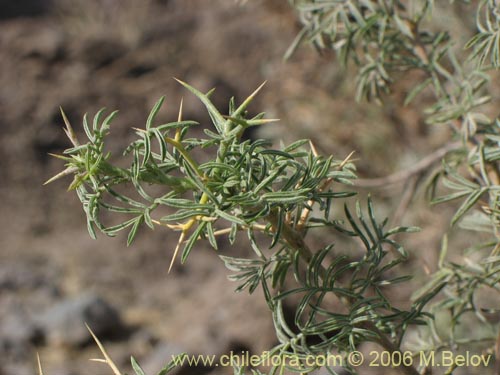 Imágen de Adesmia sp. #1482 (). Haga un clic para aumentar parte de imágen.