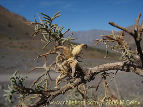 Imágen de Adesmia sp. #1482 (). Haga un clic para aumentar parte de imágen.