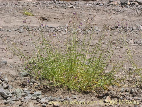 Malesherbia linearifolia的照片