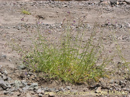 Image of Malesherbia linearifolia (Estrella azl de cordillera). Click to enlarge parts of image.