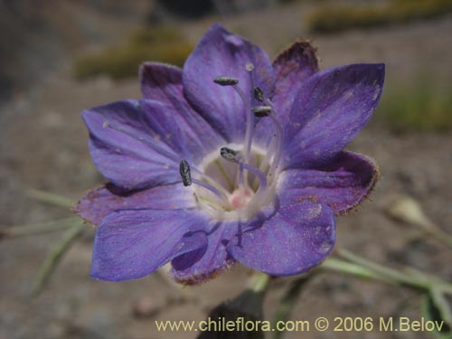 Фотография Malesherbia linearifolia (Estrella azúl de cordillera). Щелкните, чтобы увеличить вырез.