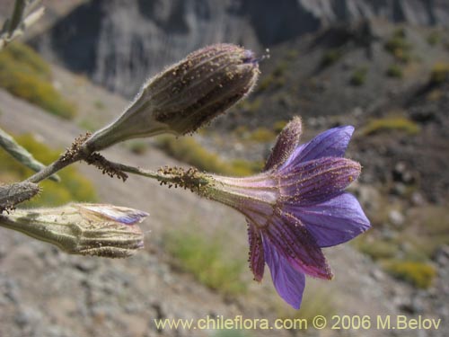 Фотография Malesherbia linearifolia (Estrella azúl de cordillera). Щелкните, чтобы увеличить вырез.