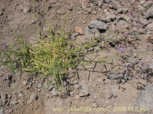 Фотография Malesherbia linearifolia (Estrella azúl de cordillera). Щелкните, чтобы увеличить вырез.