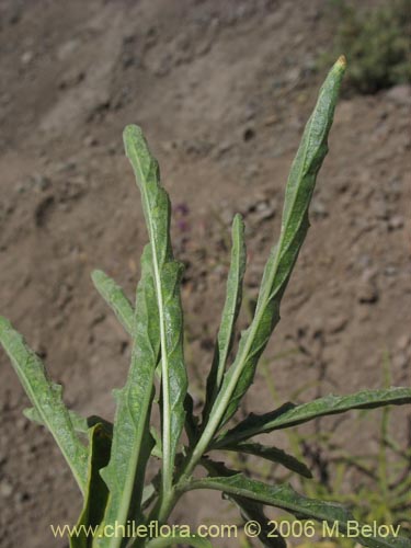 Image of Malesherbia linearifolia (Estrella azúl de cordillera). Click to enlarge parts of image.
