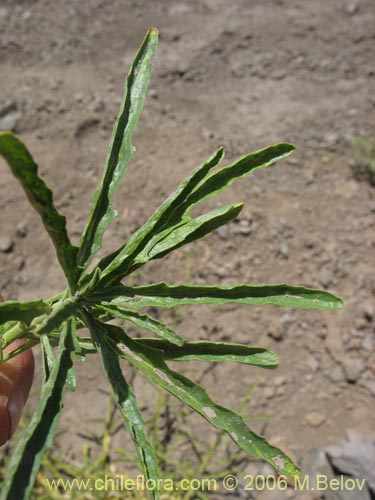 Фотография Malesherbia linearifolia (Estrella azúl de cordillera). Щелкните, чтобы увеличить вырез.