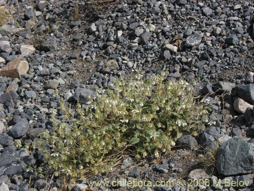 Image of Loasa pallida (Ortiga caballuna blanca). Click to enlarge parts of image.