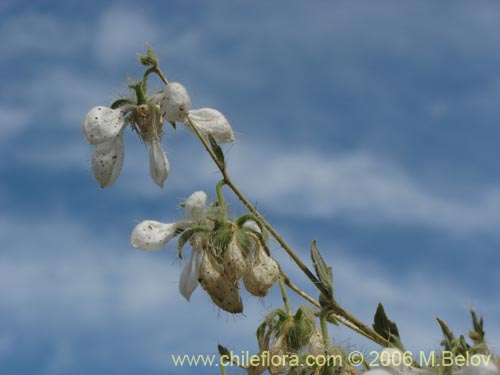 Imágen de Loasa pallida (Ortiga caballuna blanca). Haga un clic para aumentar parte de imágen.