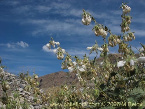 Image of Loasa pallida (Ortiga caballuna blanca). Click to enlarge parts of image.