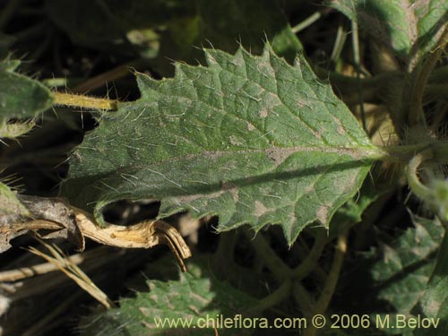 Image of Loasa pallida (Ortiga caballuna blanca). Click to enlarge parts of image.