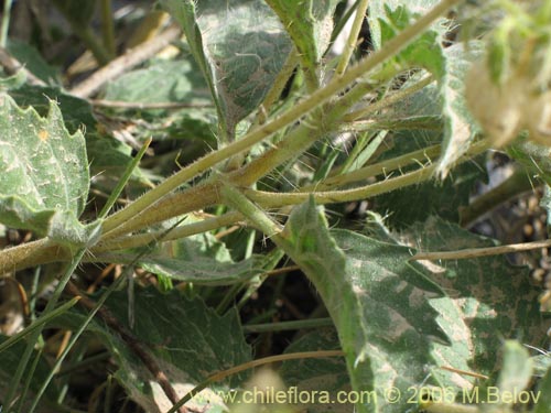 Image of Loasa pallida (Ortiga caballuna blanca). Click to enlarge parts of image.