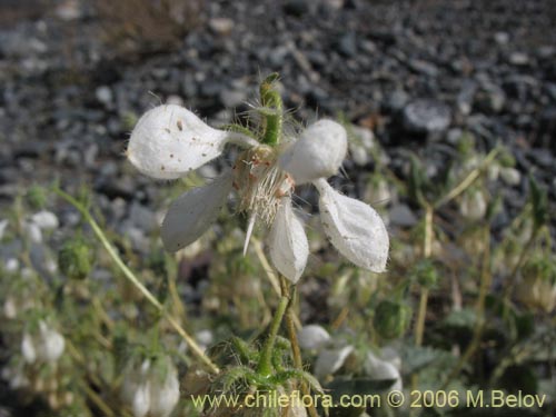 Image of Loasa pallida (Ortiga caballuna blanca). Click to enlarge parts of image.