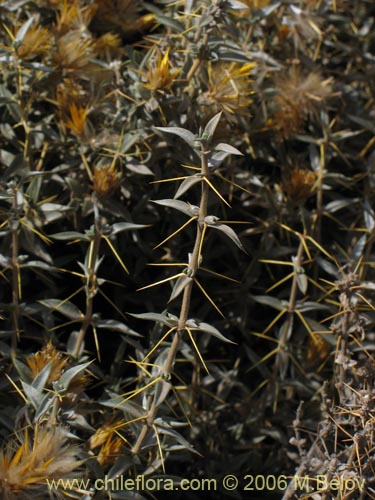 Image of Chuquiraga oppositifolia (Hierba blanca). Click to enlarge parts of image.