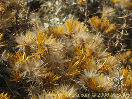 Bild von Chuquiraga oppositifolia (Hierba blanca). Klicken Sie, um den Ausschnitt zu vergrössern.