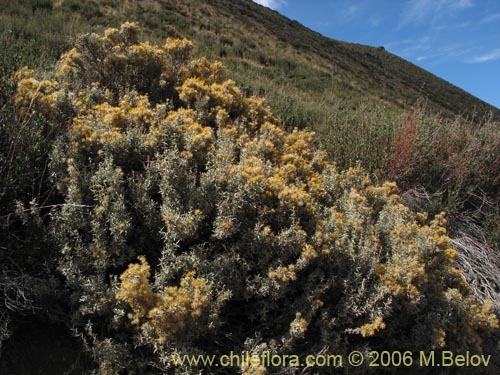 Image of Chuquiraga oppositifolia (Hierba blanca). Click to enlarge parts of image.
