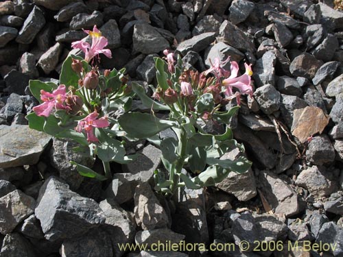 Bild von Alstroemeria umbellata (Lirio de cordillera rosado). Klicken Sie, um den Ausschnitt zu vergrössern.