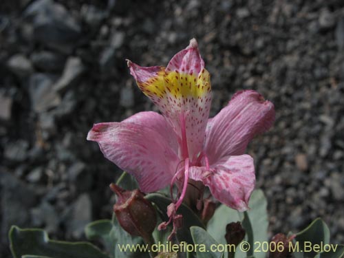 Imágen de Alstroemeria umbellata (Lirio de cordillera rosado). Haga un clic para aumentar parte de imágen.
