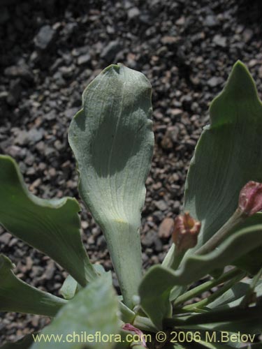 Image of Alstroemeria umbellata (Lirio de cordillera rosado). Click to enlarge parts of image.