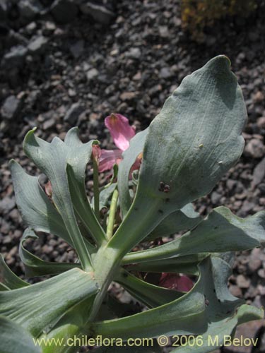 Bild von Alstroemeria umbellata (Lirio de cordillera rosado). Klicken Sie, um den Ausschnitt zu vergrössern.