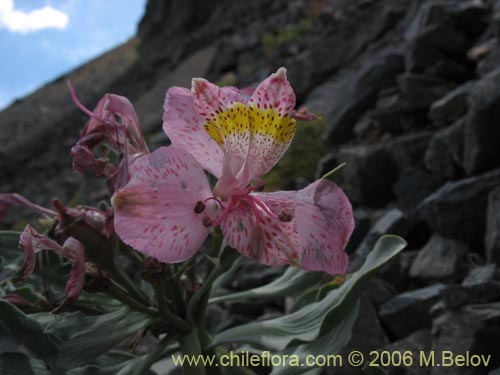 Bild von Alstroemeria umbellata (Lirio de cordillera rosado). Klicken Sie, um den Ausschnitt zu vergrössern.