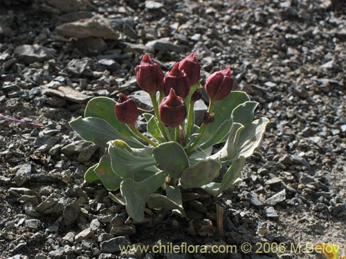 Bild von Alstroemeria umbellata (Lirio de cordillera rosado). Klicken Sie, um den Ausschnitt zu vergrössern.