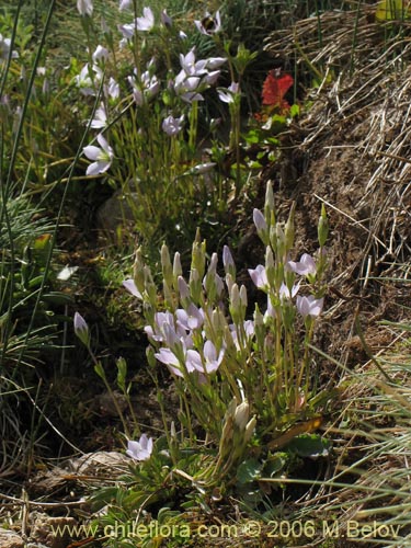 Imágen de Gentianella ottonis (Genciana). Haga un clic para aumentar parte de imágen.