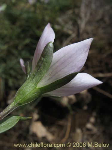 Image of Gentianella ottonis (Genciana). Click to enlarge parts of image.