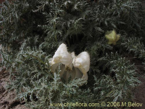 Image of Caiophora coronata (Ortiguilla / Clavel-ortiga / Rupa chica). Click to enlarge parts of image.