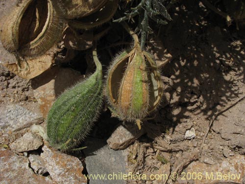 Imágen de Caiophora coronata (Ortiguilla / Clavel-ortiga / Rupa chica). Haga un clic para aumentar parte de imágen.