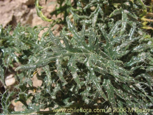 Фотография Caiophora coronata (Ortiguilla / Clavel-ortiga / Rupa chica). Щелкните, чтобы увеличить вырез.