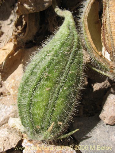 Image of Caiophora coronata (Ortiguilla / Clavel-ortiga / Rupa chica). Click to enlarge parts of image.